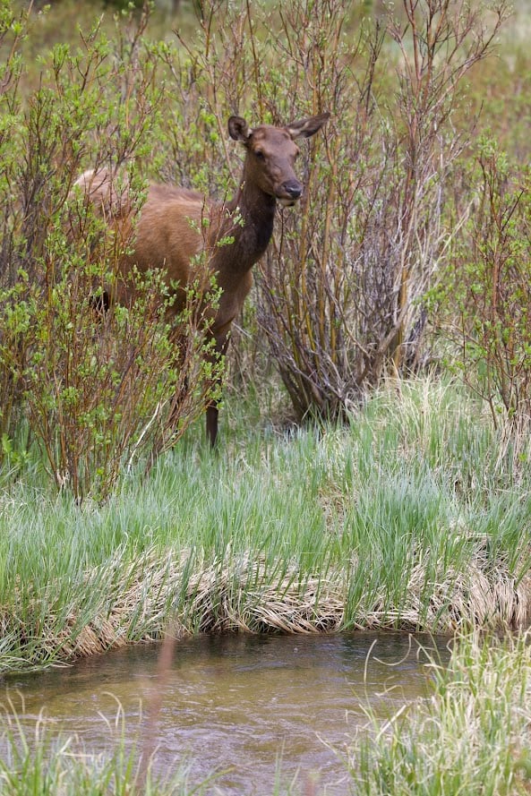 Where the Road Meets the Sky: Driving Trail Ridge Road