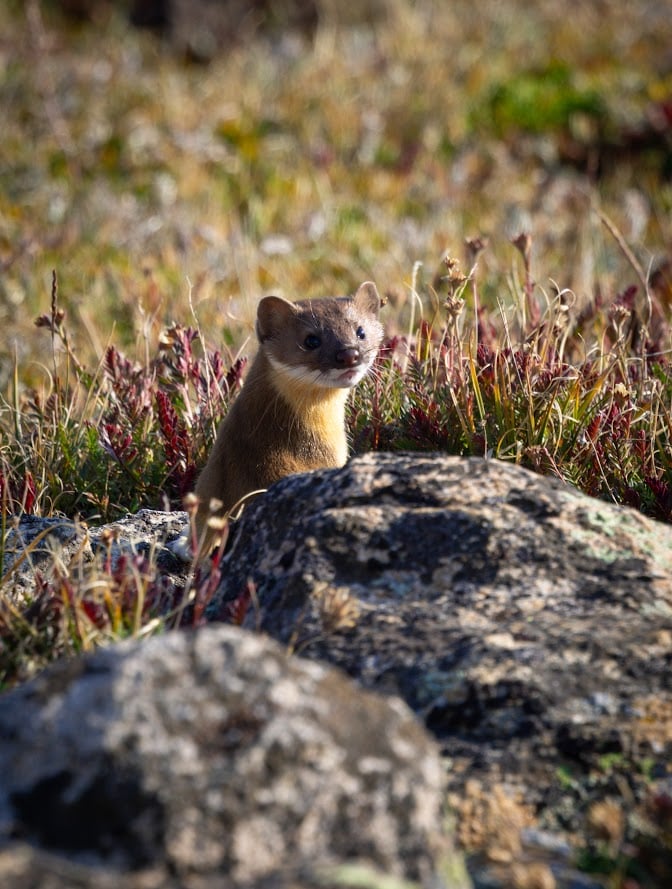 Where the Road Meets the Sky: Driving Trail Ridge Road