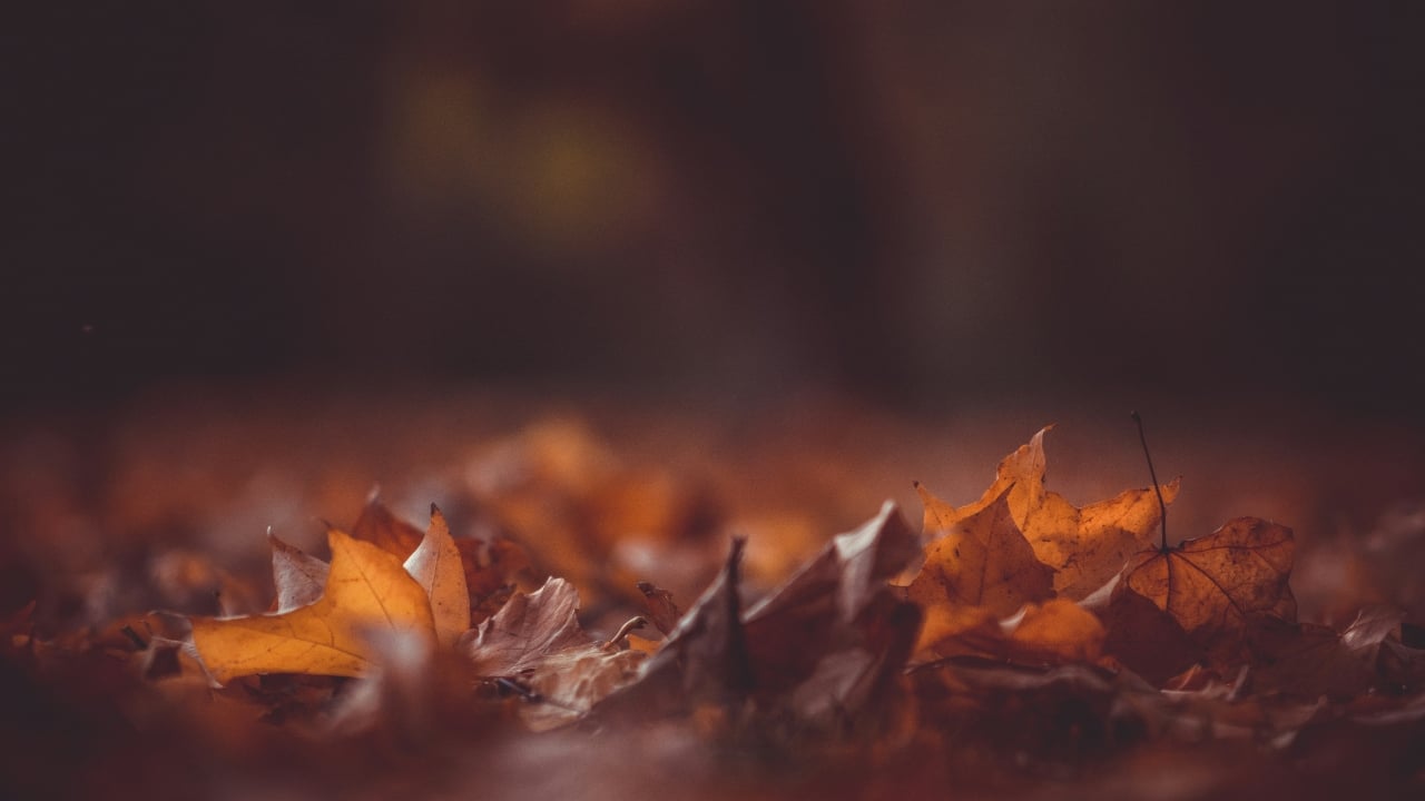 The Fall Market Takes a Turn - Expectations