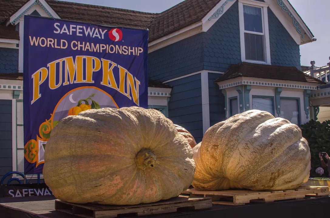 Two massive pale orange pumpkins weighing over 1,000 pounds each displayed on wooden pallets in front of blue championship banner and Victorian house