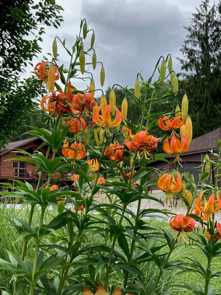 313 N. Brookland Road