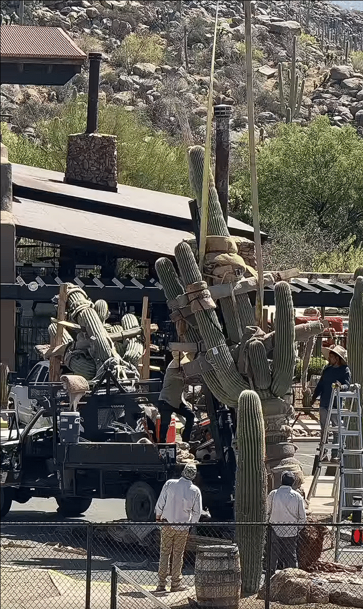 Welcoming New Saguaros