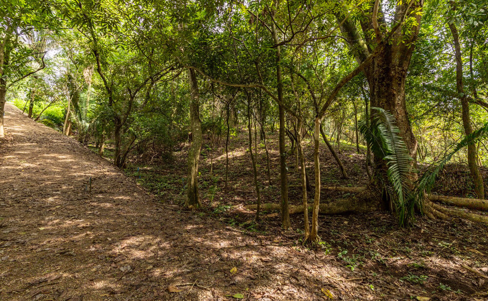 Wooded Jungle Building Lots, Nosara, Guanacaste