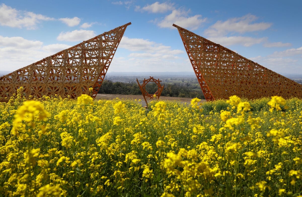 10 Sonoma County Spots for Seeing Mustard in Bloom