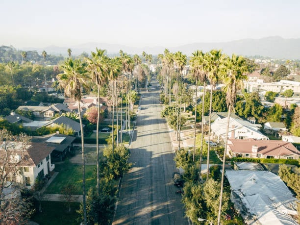 Palms