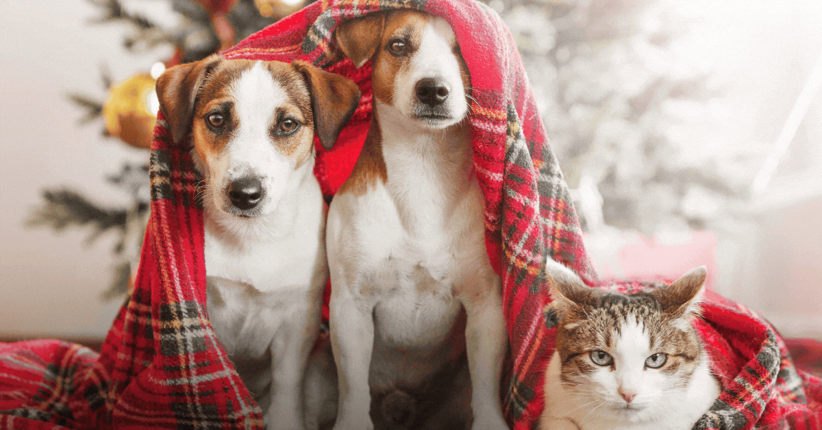 5 Ways to Celebrate Christmas with Your Pets in Miami