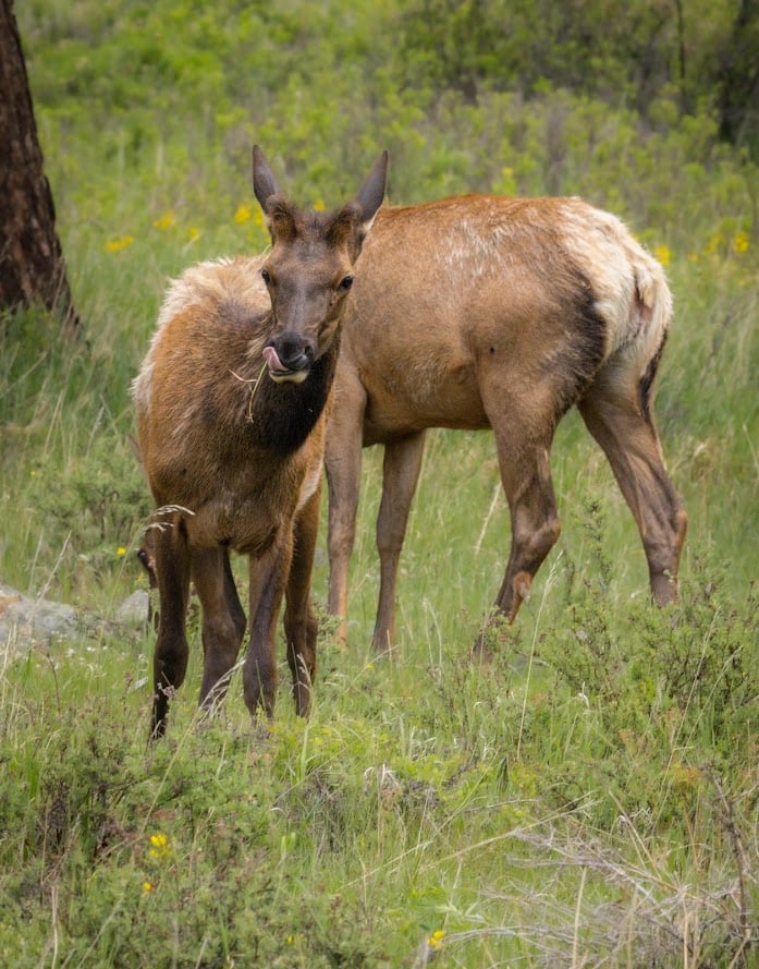 Where the Road Meets the Sky: Driving Trail Ridge Road