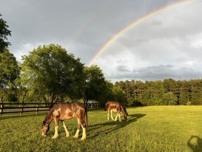 Turnkey Equestrian Estate in Davie County, NC