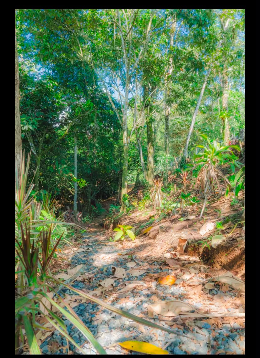 SAN RAMON / LA FORTUNA