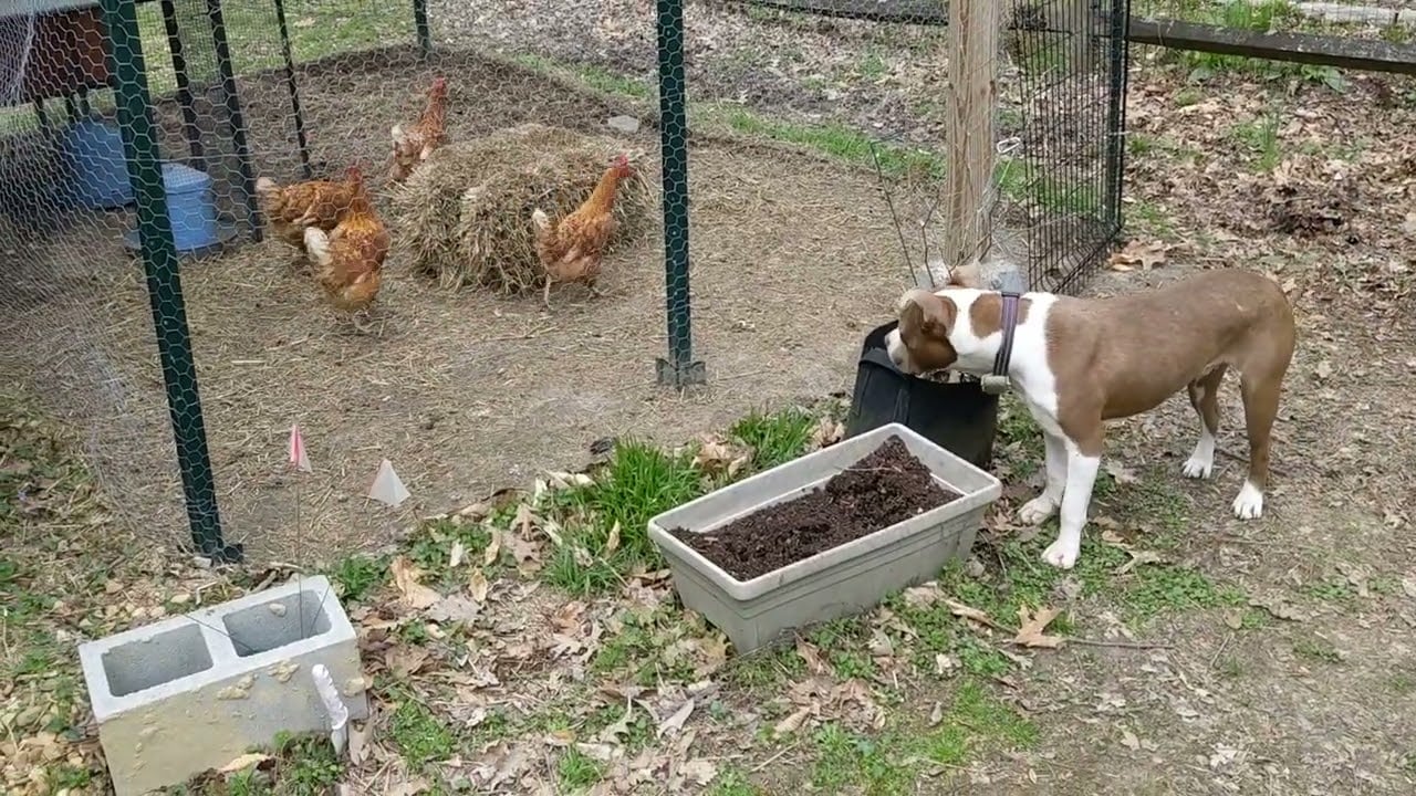 Introducing Our New Hatcher Homestead Member!