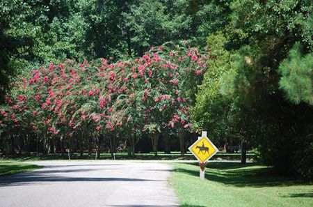 Rose Hill