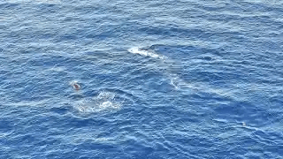 Baby Whale and Parents Play Off Lāna‘i Coast
