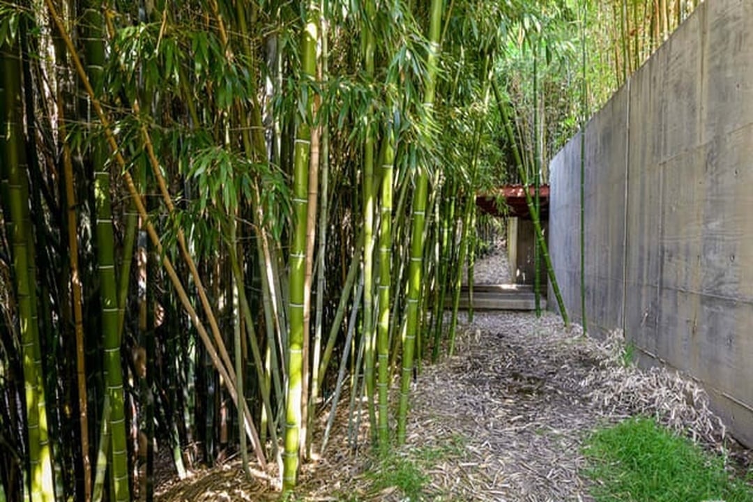 Oasis Tranquil