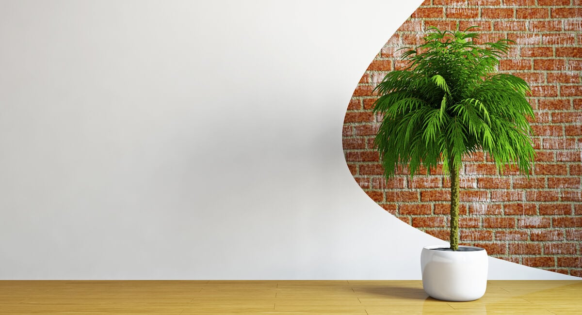 7 Plants That Need To Be Taken Inside