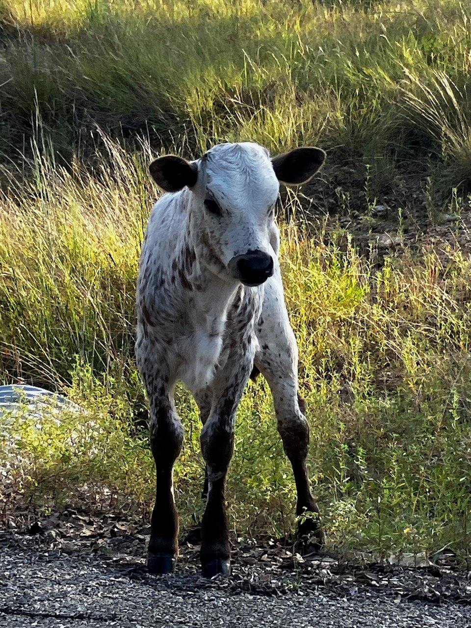 1934 N Walnut Springs Rd