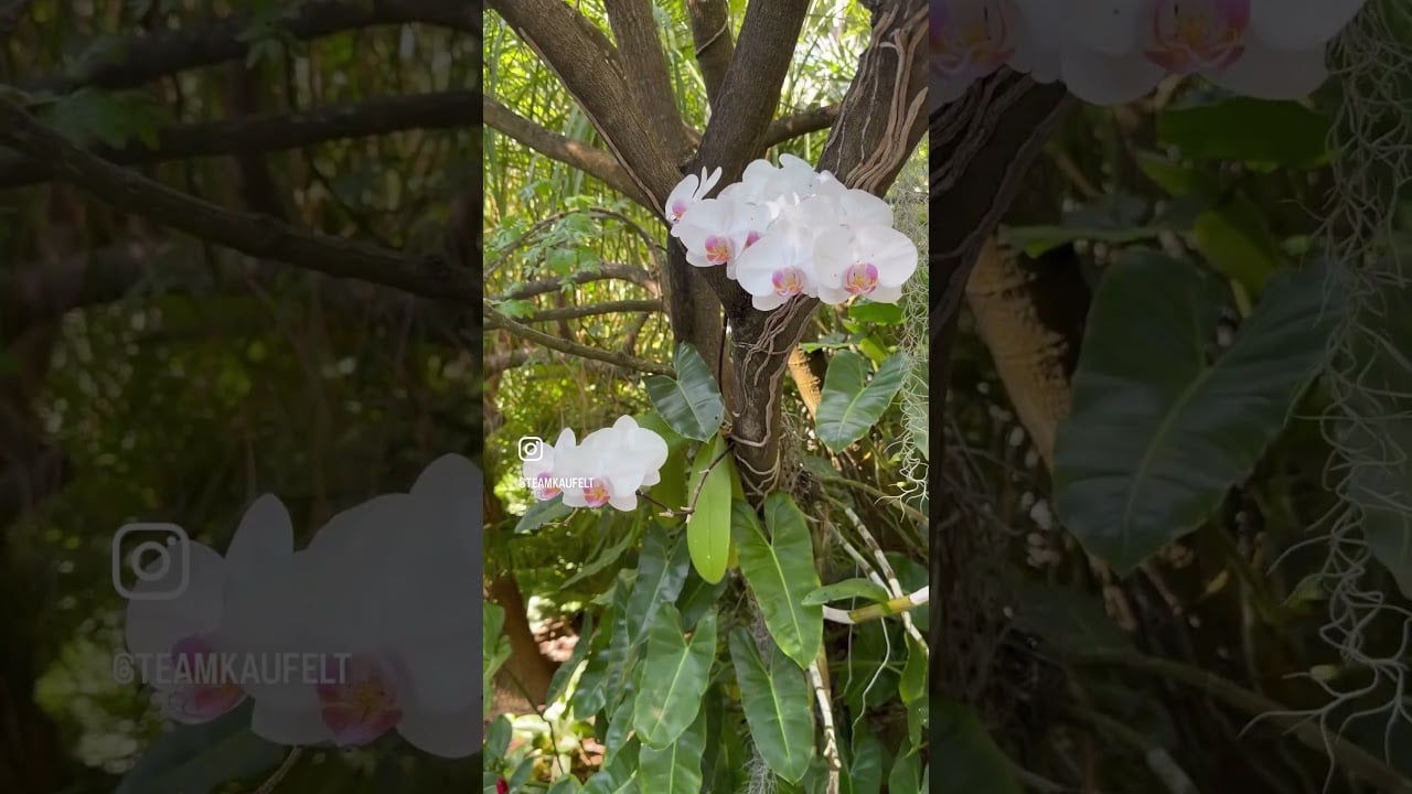 Touring a $2.7 Million Dollar Secret Garden in Key West Florida | 1230 Seminary Street
