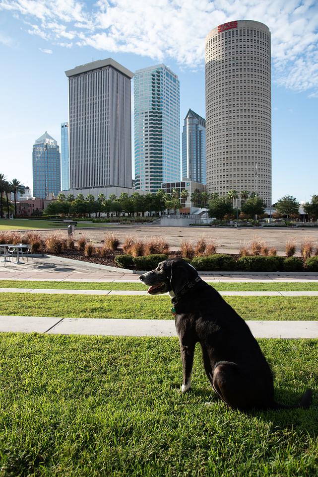 Dog along the Tampa Riverwalk with the Downtown Tampa skyline in the background.