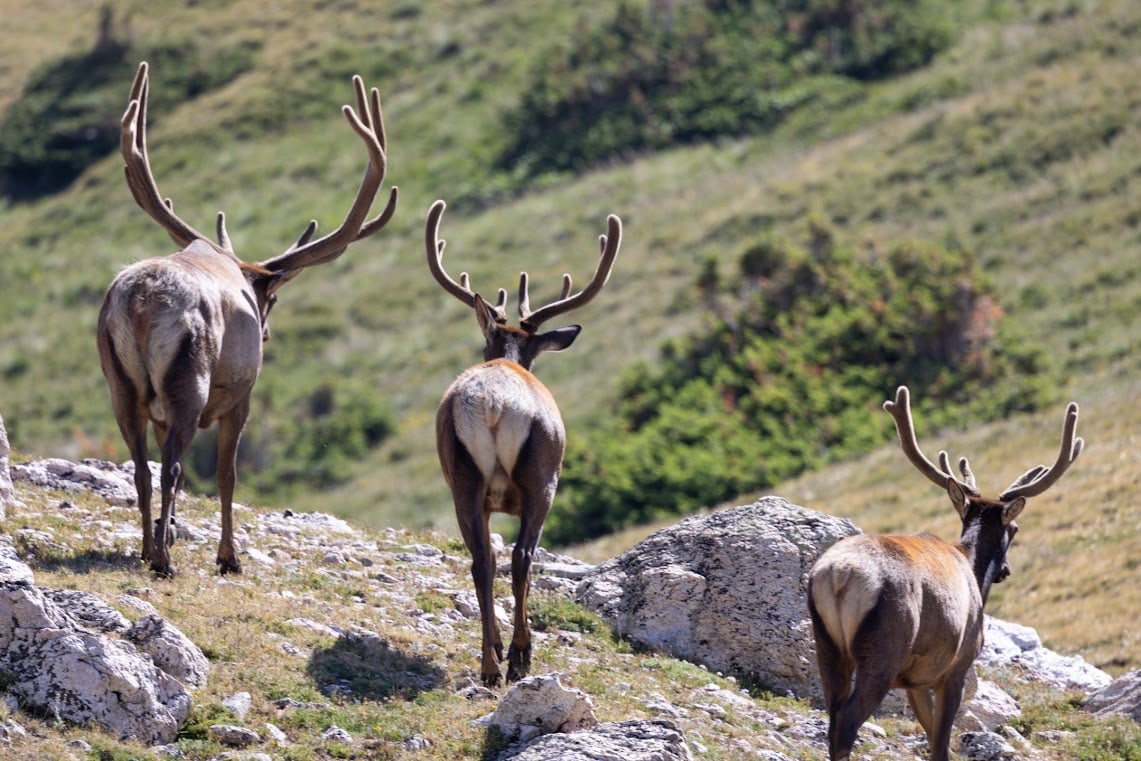Driving Into the Wild: A Sensory Journey Along Old Fall River Road