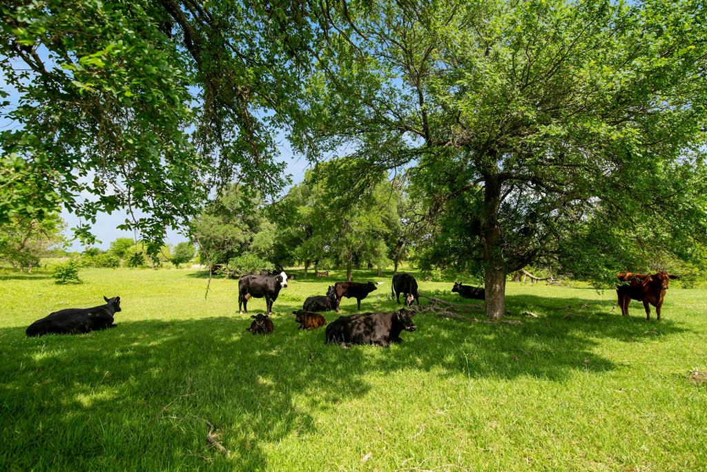 +/-231.65 Acre Legacy Ranch Available!
