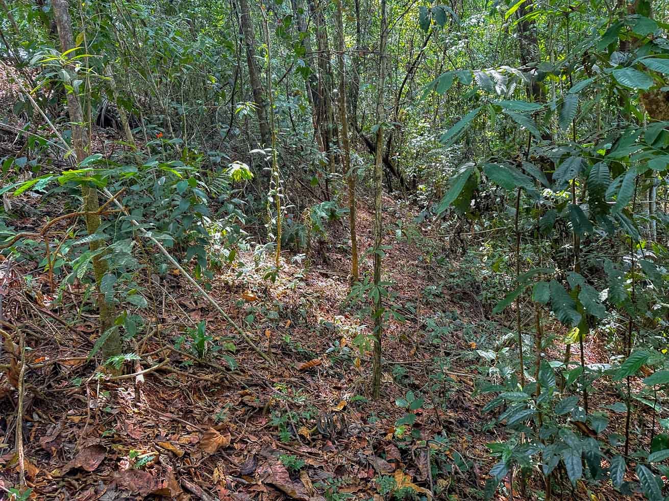 23-Acre Prime Highway Frontage Lot Near Ojochal & Ocean