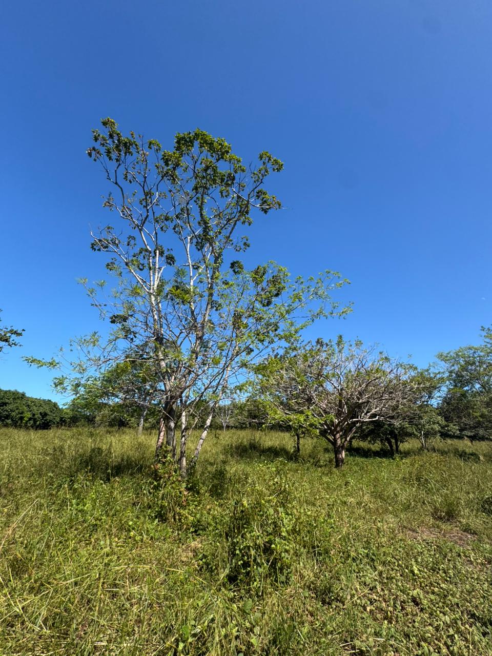 Shambala Estates Lot, Playa Avellanas