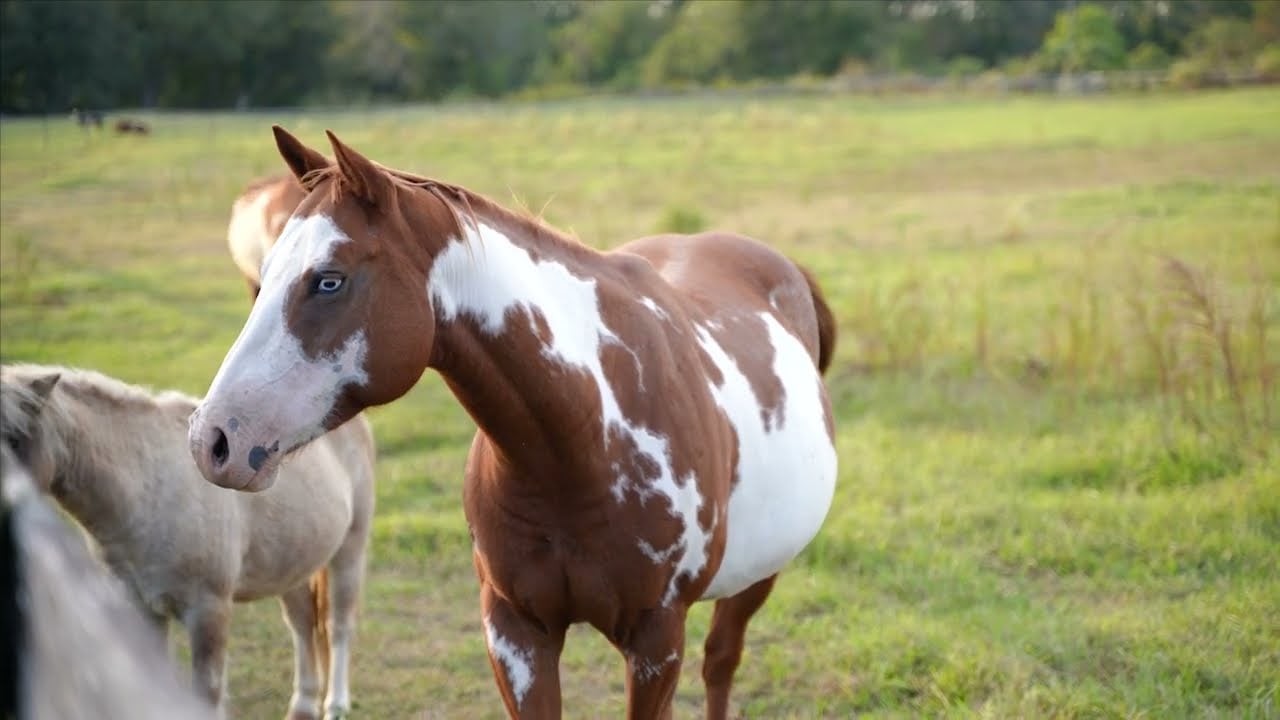 For the Horse Lover: Stunning 34 Acre Working Horse Farm for Sale