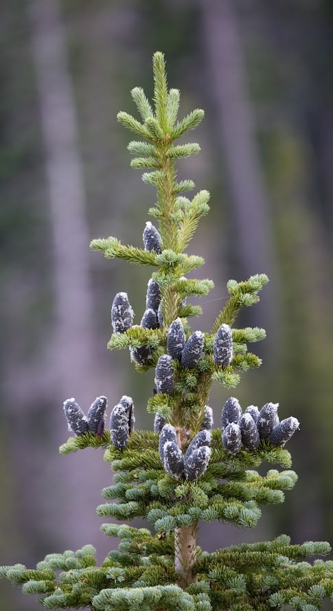 Where the Road Meets the Sky: Driving Trail Ridge Road