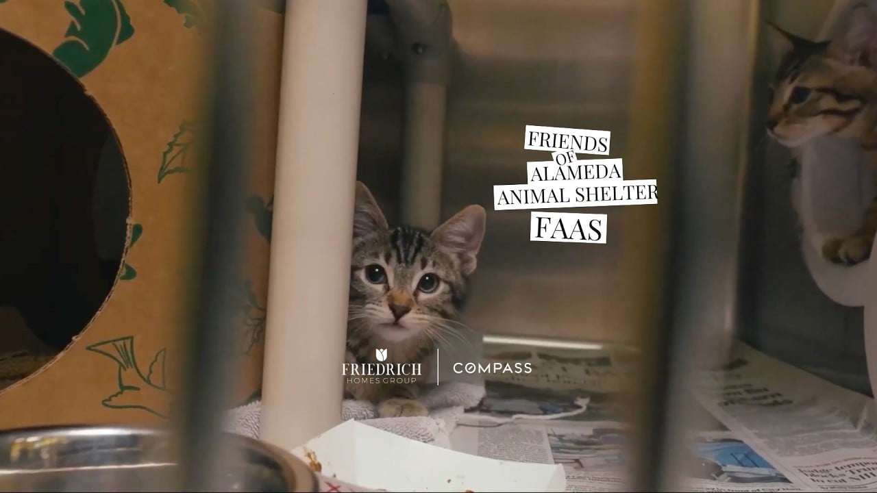Friends of the Alameda Animal Shelter