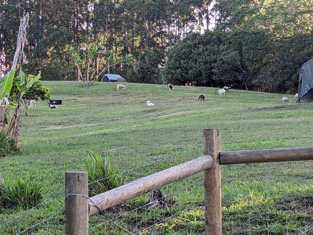 Goats graze across a grassy pasture behind a rustic wooden fence.