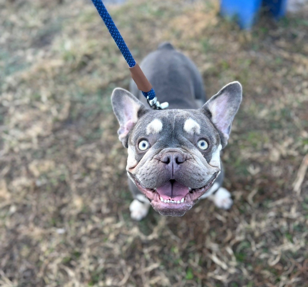 the French Bulldog