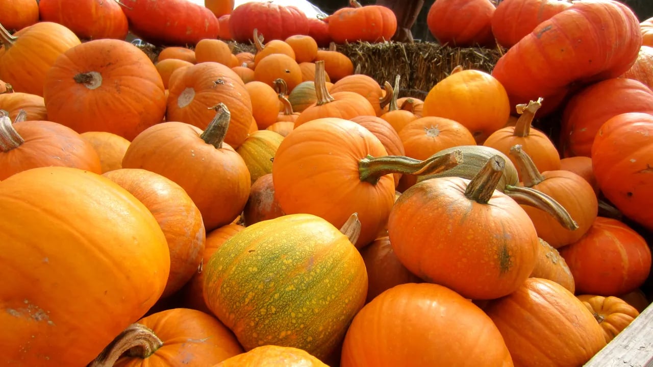 Abundant display of orange and yellow pumpkins in various sizes and shapes piled together with hay visible in background