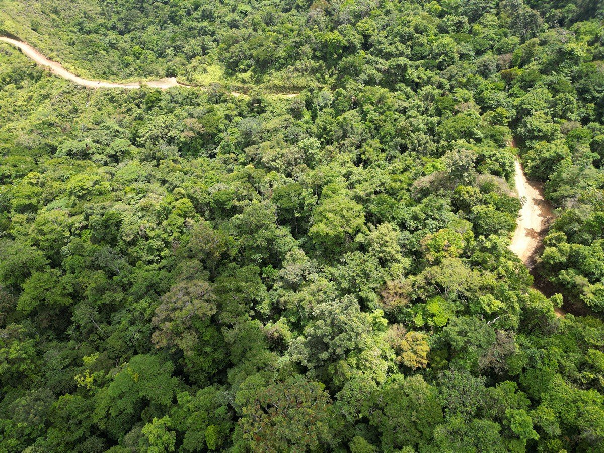 32 ACRES – Mountain Land With Spring, Jungle & Usable Space!!!!
