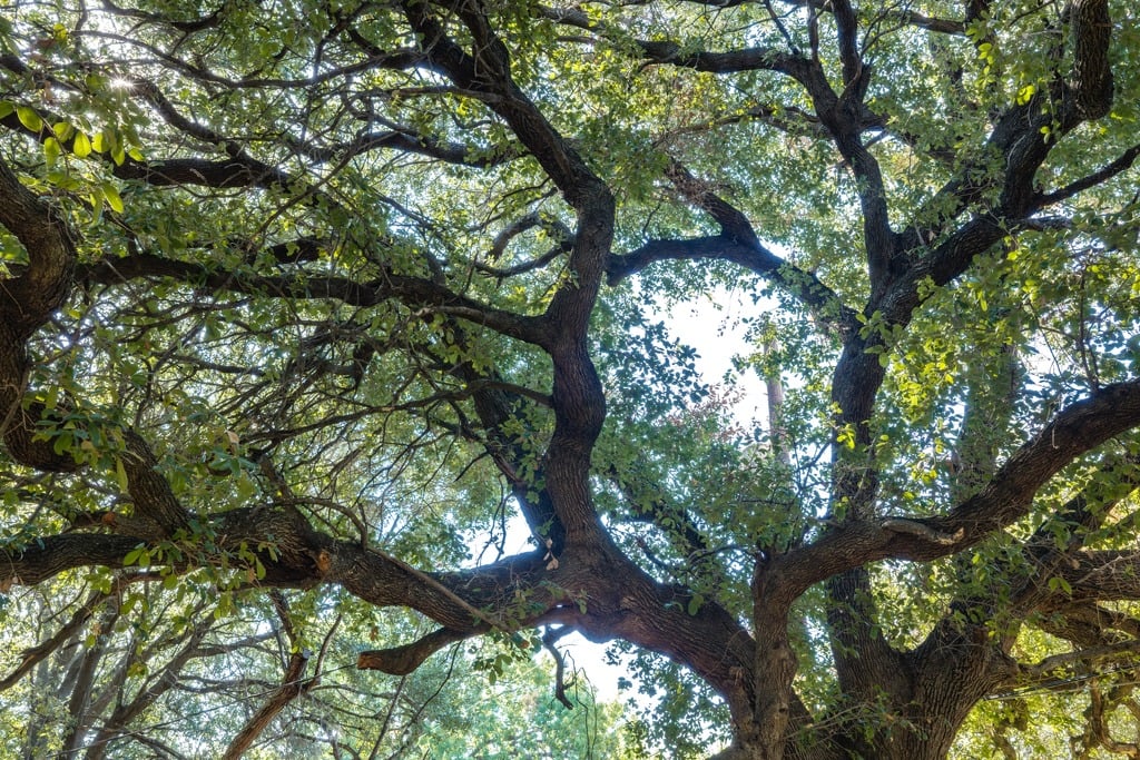 Mature oak canopy with thick twisting branches and dense green leaves.