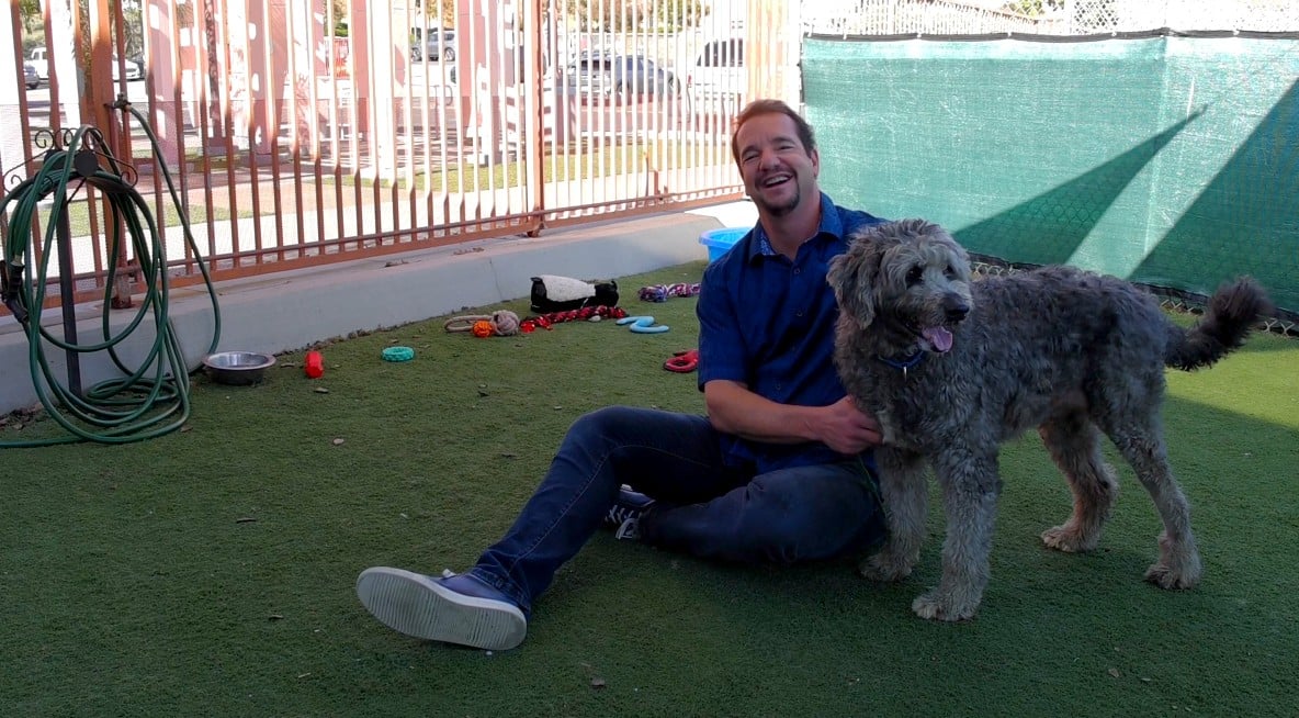 Dogs. A man's best friend! Feat. Otis