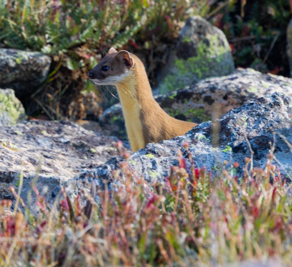 Where the Road Meets the Sky: Driving Trail Ridge Road