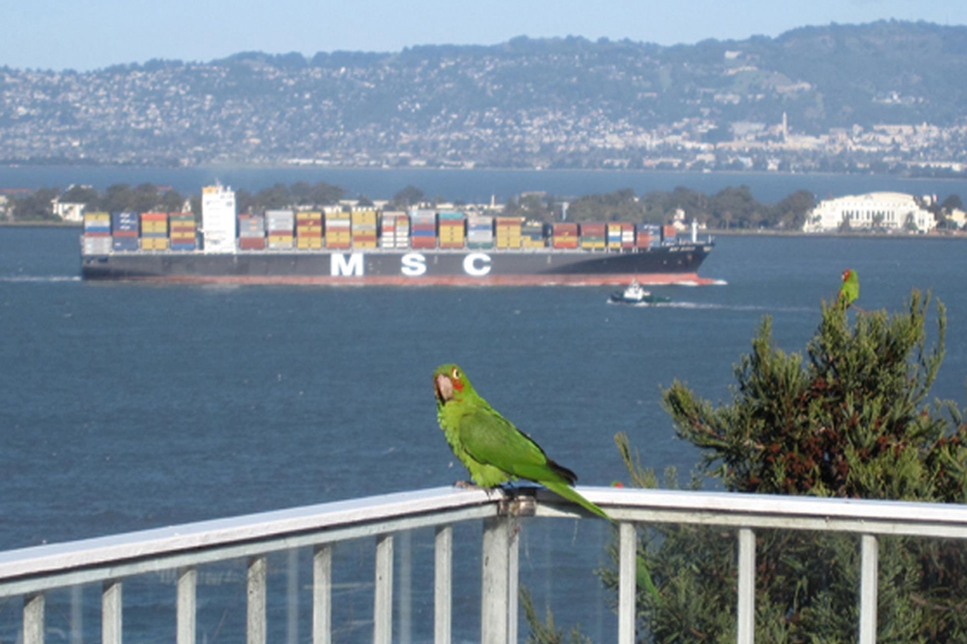 Telegraph Terrace View Penthouse!