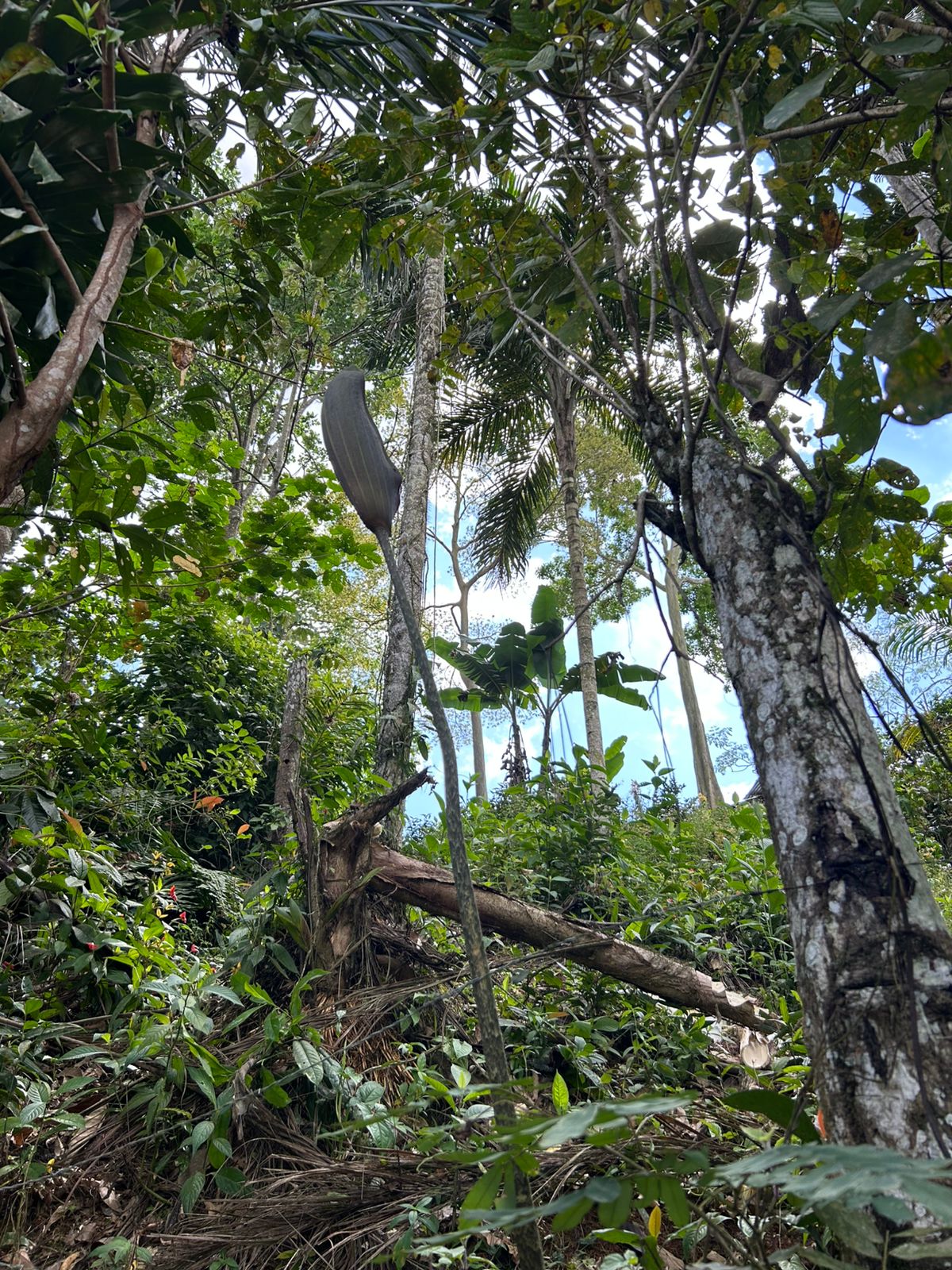 10-Acre Waterfall Farm with Amazing Valley and River View in San Isidro.