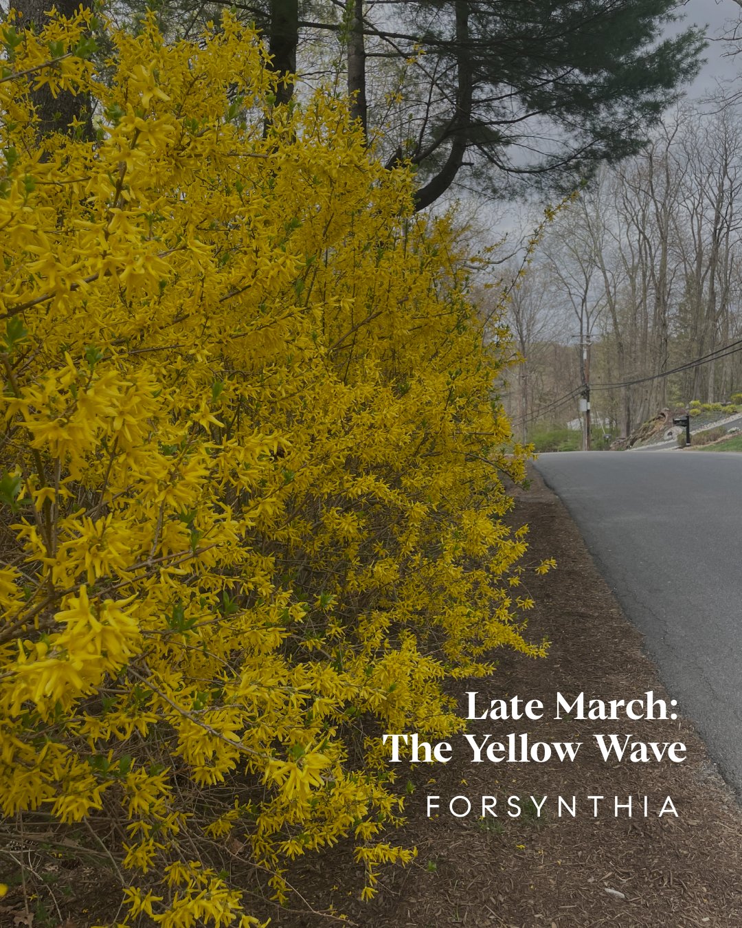 Spring Bloom Guide - Westchester County, NY + Fairfield County, CT