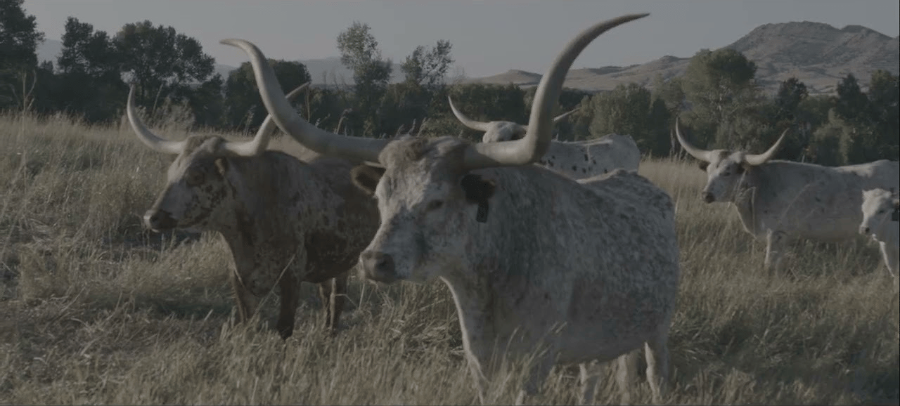 Working with Western Ranch Brokers