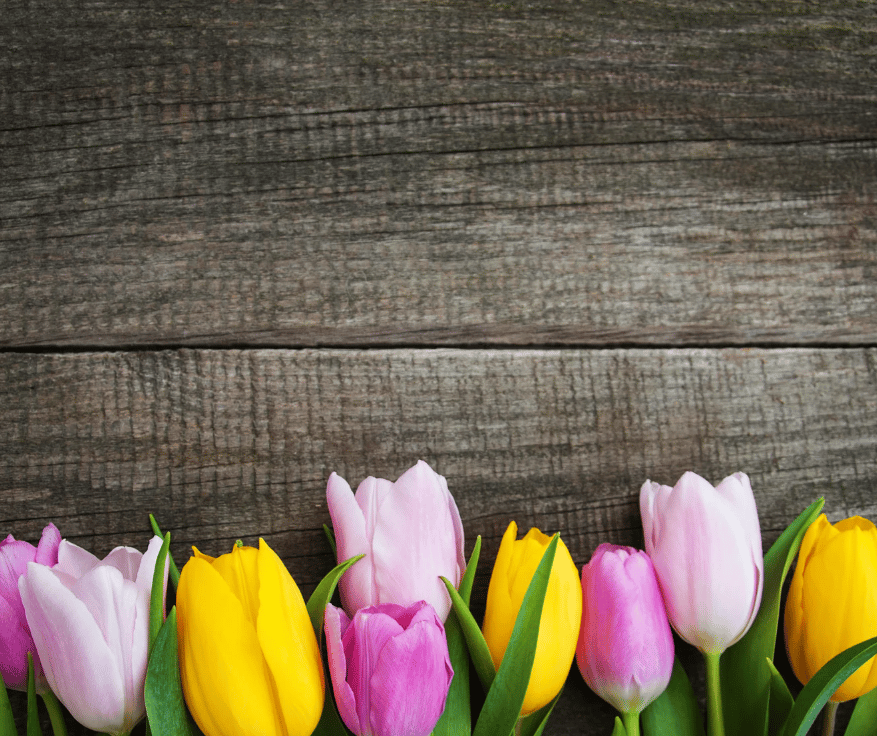 Pink, purple, and yellow tulips against weathered wooden boards.