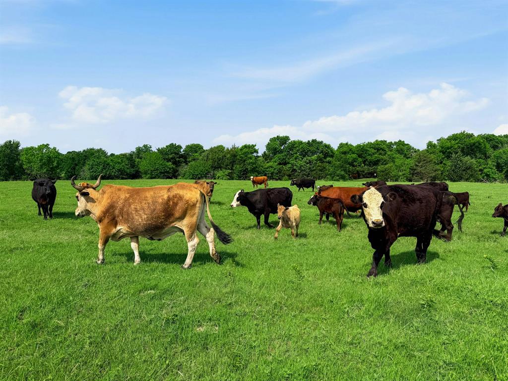 +/-231.65 Acre Legacy Ranch Available!