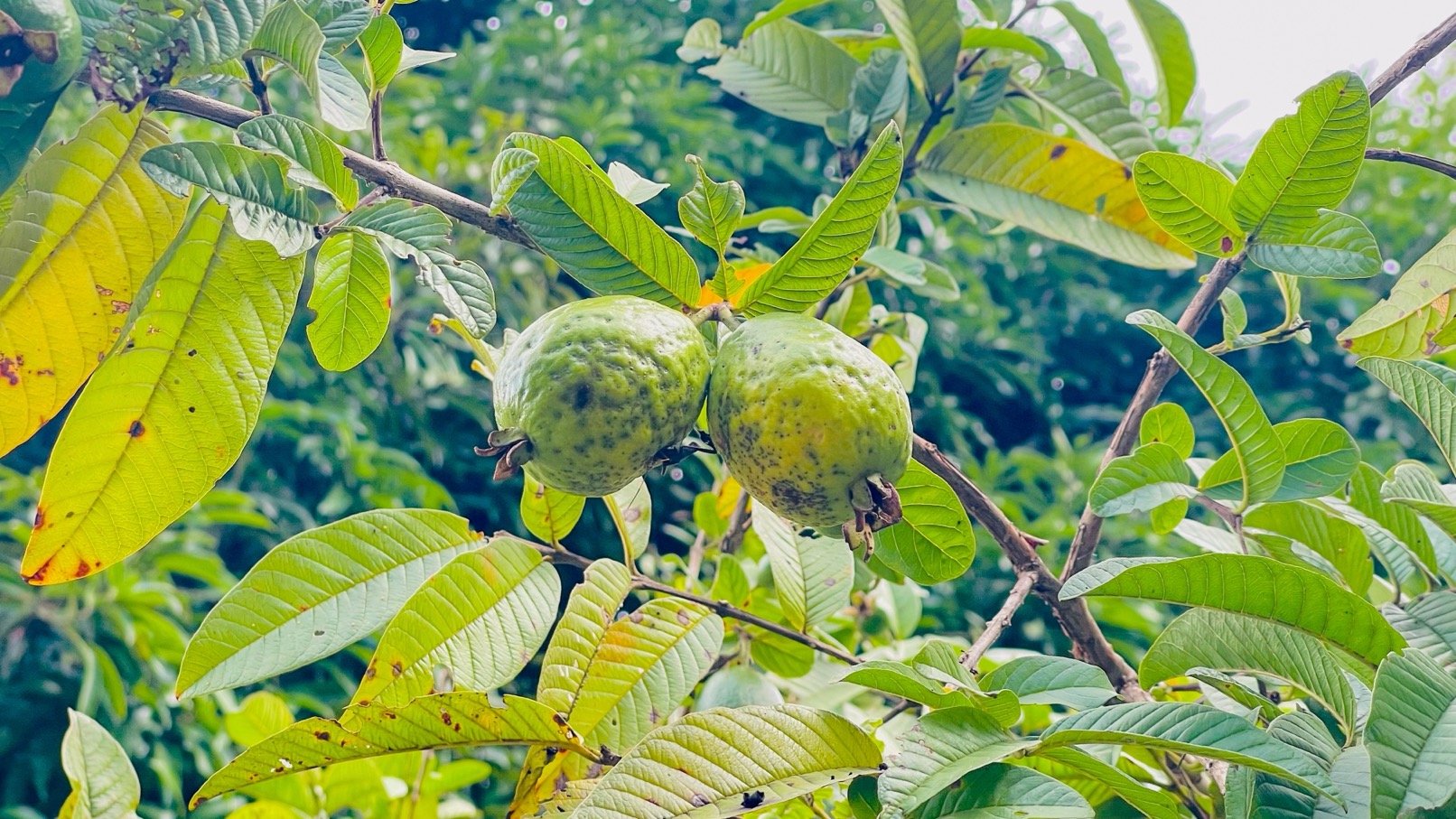 COSTA RICA LAND FOR SALE | LARGE FLAT PRIVATE PROPERTY WITH MOUNTAIN VIEWS, RIVER & FRUIT TREES