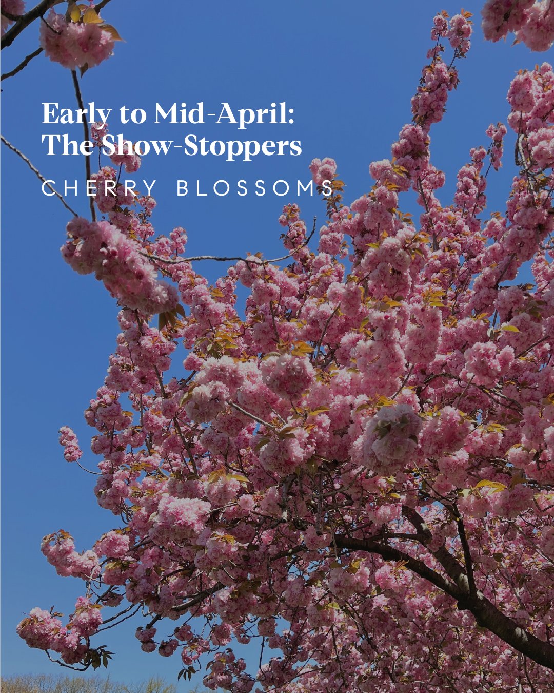 Spring Bloom Guide - Westchester County, NY + Fairfield County, CT