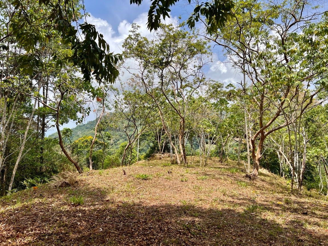 Eco-Luxury Home and Cabins with Waterfall, Ocean Views, and Organic Farming Potential