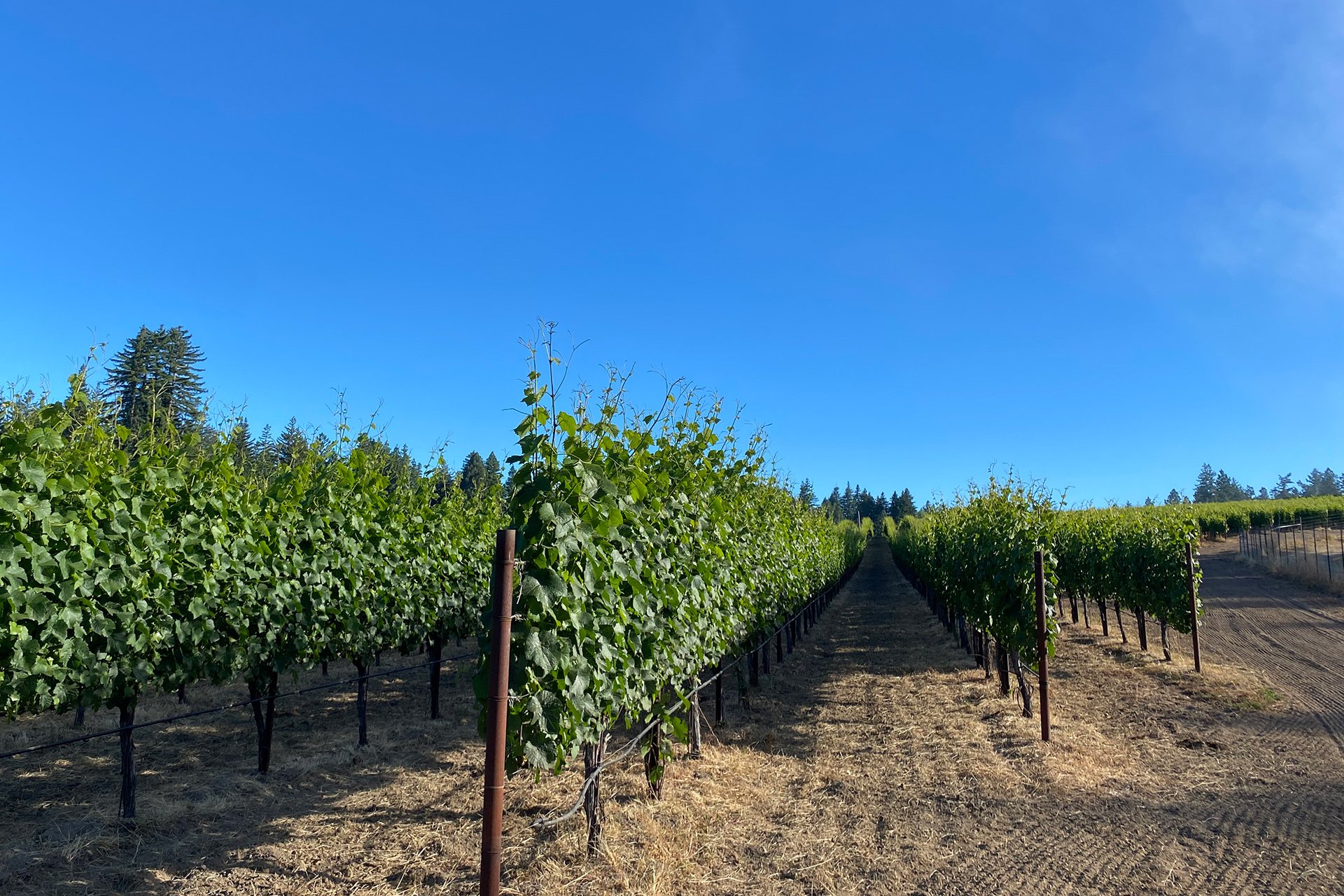 Santa Cruz Vineyard & Horse Property