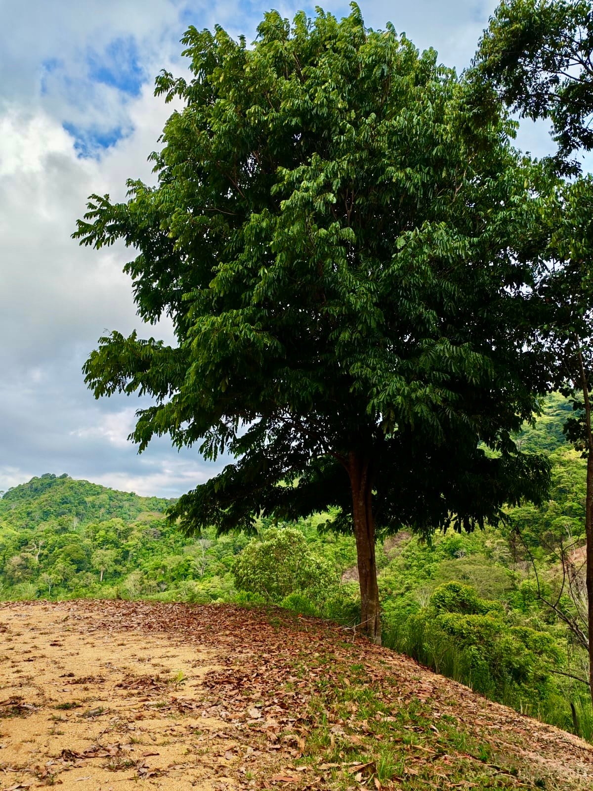 24.7-Acre Ocean View Eco Estate in San Cristóbal de Aguirre | 5 Building Sites
