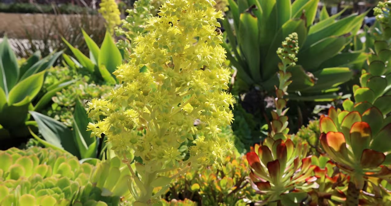 Inside Luxurious Estate within Guard-Gated Santaluz Community