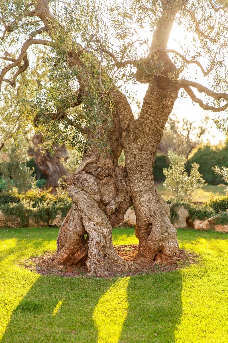 Intimate Villa Surrounded by Olive Trees Near the Town of Fasano