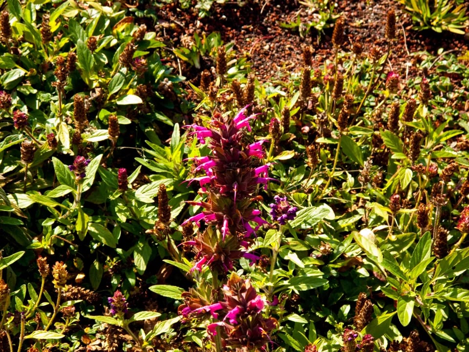 Close-up of native plants with spiky purple flowers on the living roof of the California Academy of Sciences.