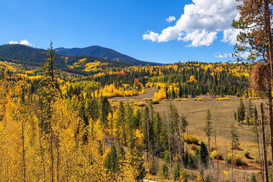 Golden autumn aspens and evergreens fill a mountain valley beneath a blue sky.